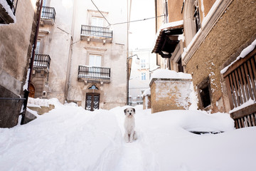 a white dog ready to play with freshly fallen snow
