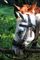horses