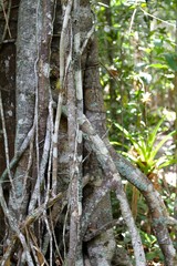 trunk of a tropical tree