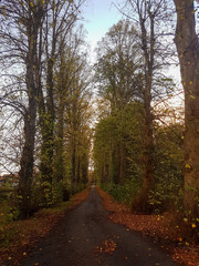 Road In Forest