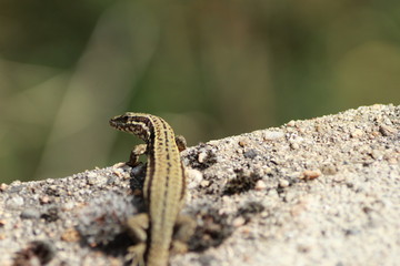 Lézard des murailles	