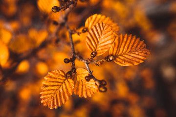 Autumn Fagus