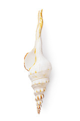 Seashell isolated on a white background, top view. Fusinus colus light color