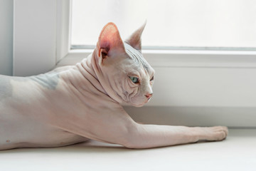 Ugly Sphynx cat on window