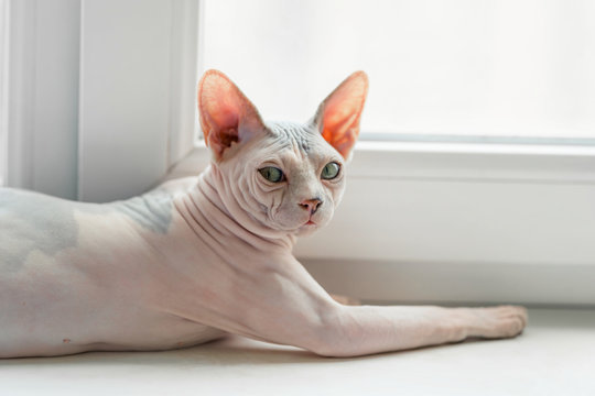 Ugly Sphynx cat on sill