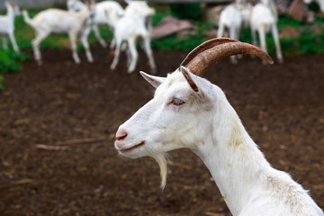 Obraz premium Portrait of goat