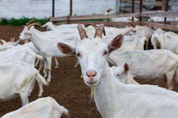 Fototapeta premium Portrait of goat