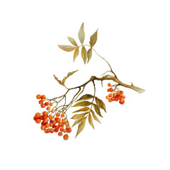 rowan branch with leaves and berries, watercolor illustration isolated