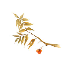 rowan branch with leaves and berries, watercolor illustration isolated - obrazy, fototapety, plakaty