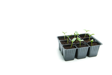 Green shoots of plants with water droplets in boxes on a white background with copy space