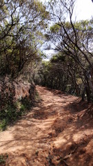 Fototapeta premium road in forest