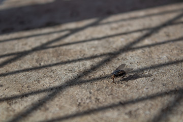 A blurred out common fly sitting on a rough textured floor with sun light filtering through the fence wires