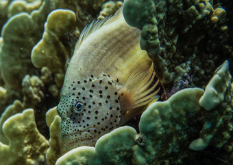 Paracirrhites forsteri, Blackside hawkfish,Forster's hawkfish.