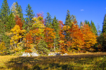 Obraz premium Herbstbäume 
