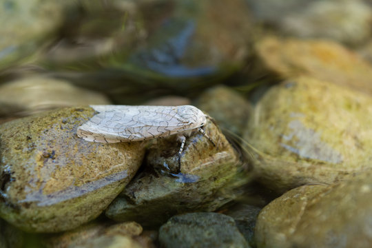 Hypercompe oslari