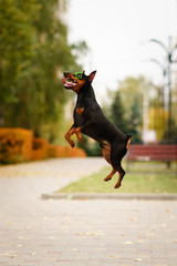 Real-time Animal Eye Autofocus System. Pet photography. Dog running and jumping and its eyes are always in focus.