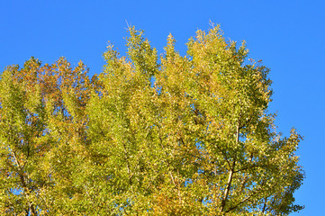 青空を背景にして、黄葉したイチョウの樹の梢を撮影した写真