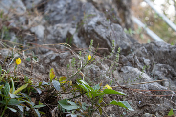Low angle close up shot of beautiful wild yellow flowers with bright bokeh and blurred stone surface in background