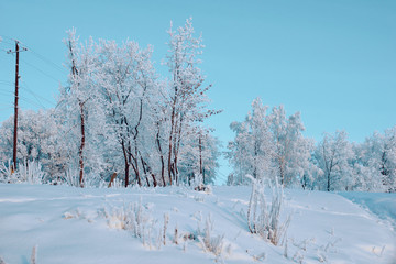 Fototapeta na wymiar beautiful winter landscape trees in snow evening