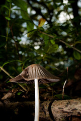 Pilzzeit jäger und sammler 