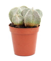 small cactus isolated