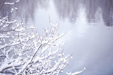 Winter background, with space for text. Tree branches covered with snow against the background of a blurry lake