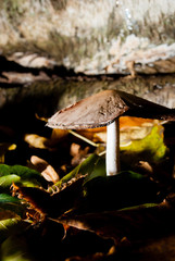 Pilzzeit jäger und sammler 