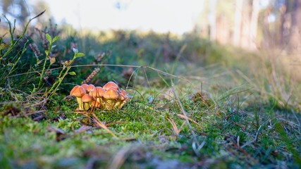 Bunch of small autumn mushrooms in a green moss