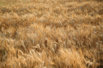 Texture of golden wheat field. beautiful ears of wheat in the sunset sun close up.