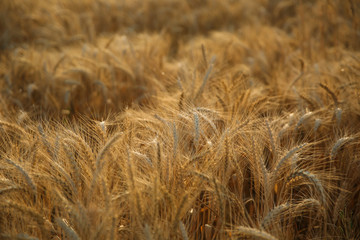 Texture of golden wheat field. beautiful ears of wheat in the sunset sun close up.