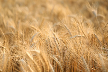 texture of golden wheat field. beautiful ears of wheat in the sunset sun close up.