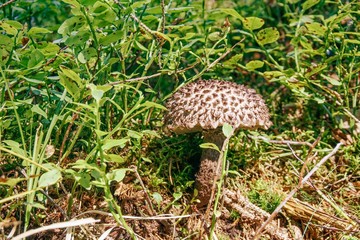 Strobilomyces mushroom is growing in a green grass