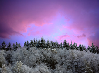 Fototapeta na wymiar Winter wonderland with fir trees and pink sky.