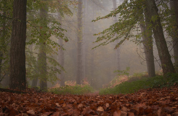 Path through a dark forest at night with fog