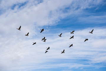 Canada Geese in flight as they migrate North assembling into formation for a long journey ahead.	