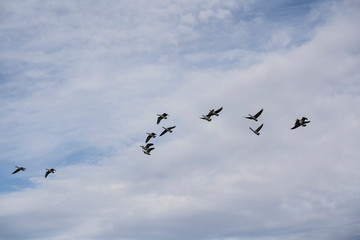 Canada Geese migration assembling into formation.