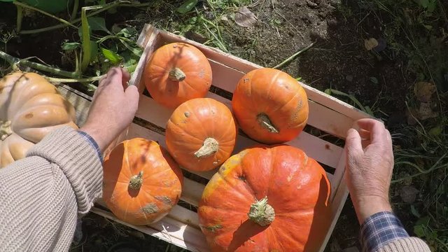 POV shot of unrecognizable gardener picking up harvested pumpkins from ground, putting into wooden crate, taking it and carrying away