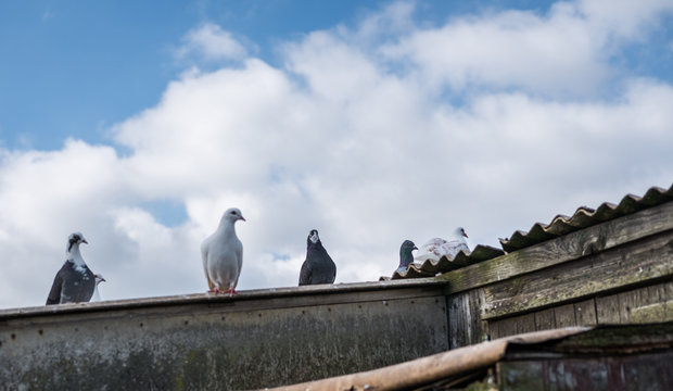 Flock of racing pidgins seen perched on there loft.
