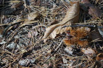 Maronen in ihrer aufgeplatzten Hülle auf sonnigem Waldboden