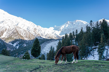 Fototapeta na wymiar A brown horse with Nangaparbat Mountain peak in the afternoonm Gillgit, Pakistan
