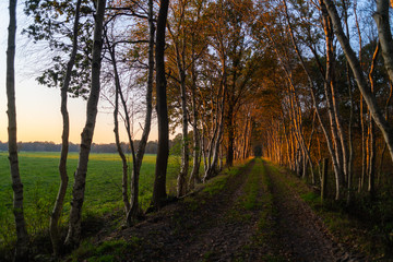A  small alley in autumn during a sunset