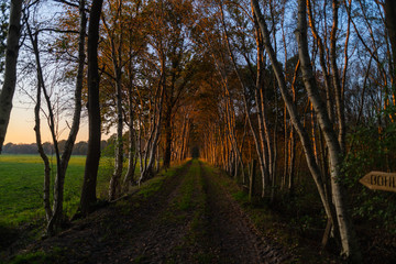 A  small alley in autumn during a sunset