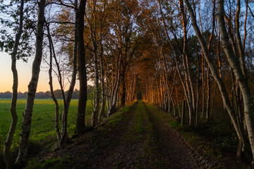 A  small alley in autumn during a sunset