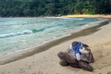 Fototapeta na wymiar Cat rides a turtle along the beach