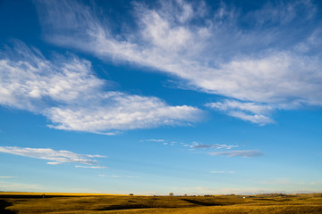 Large white fluffy clouds in a deep blue sky above the Alberta Prairies at the peak of fall harvest with farm houses in the background.