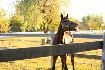 Chestnut horse outdoors on sunny day. Beautiful pet