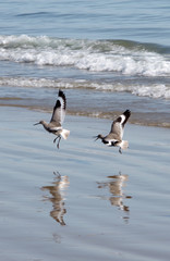 A sandpiper bird chasing another in low flight with their images reflected in the wet beach sand