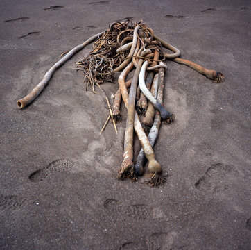 Tangled tubes on black sand