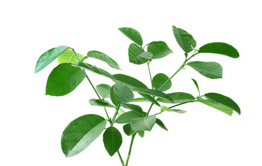 Lemon tree branches on white background. Citrus plant
