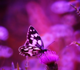 Butterfly on a pink background. Insects in nature. Summer.